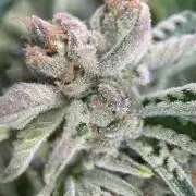Terpyz - Cheesus Christ S1