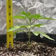 Terpyz - Cheesus Christ S1