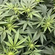 Terpyz - Neon Wasabii