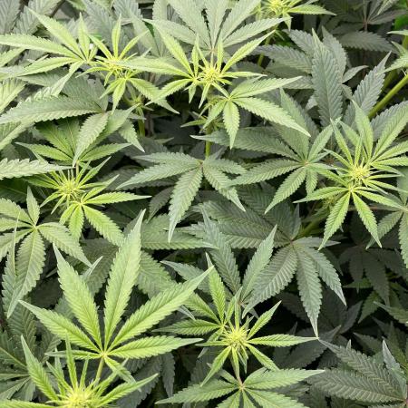 Terpyz - Neon Wasabii