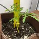 Terpyz - Mentha De Croco