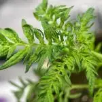 Terpyz - Mentha De Croco