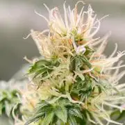 Terpyz - Dooligah 0G F3