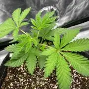 Terpyz - Neon Wasabii