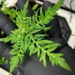 Terpyz - Mentha De Croco