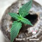 Sweet Seeds Bloody Skunk