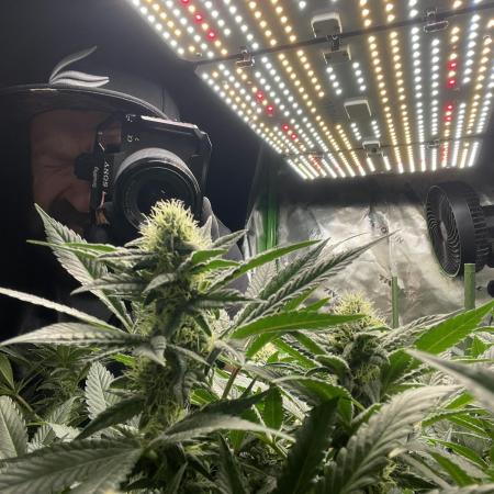 Terpyz - Neon Wasabii