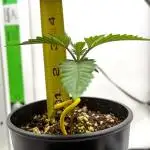 Terpyz - Cheesus Christ S1