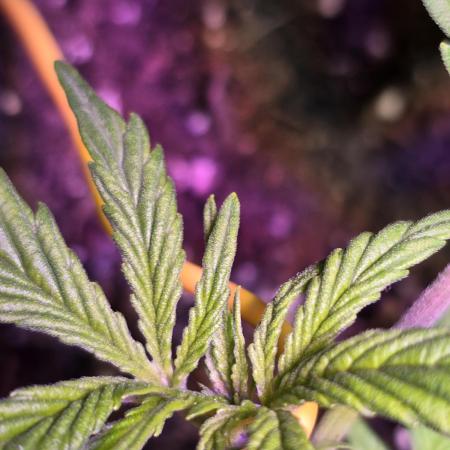 Lucy's Luscious Budz