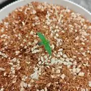 Royal CBDV auto by RQS in 3D printed pot