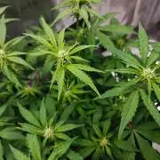 Stress Killer CBD Auto Royal Queen Seeds