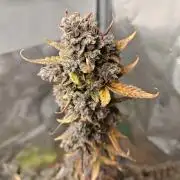 Royal CBDV auto by RQS in 3D printed pot