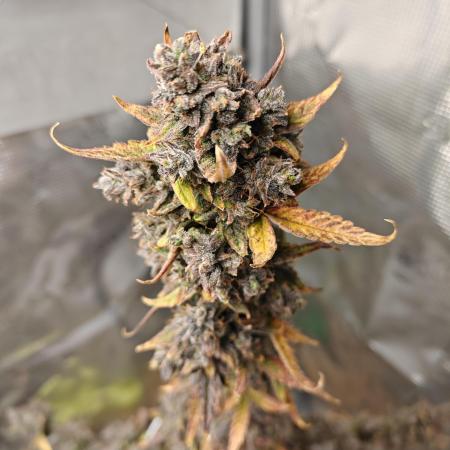 Royal CBDV auto by RQS in 3D printed pot