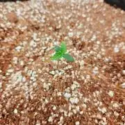 Cosmos F1 by RQS in coco