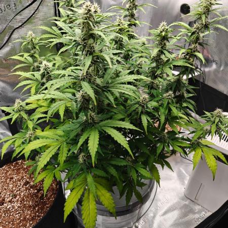 Stress Killer CBD Auto Royal Queen Seeds