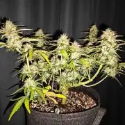 Apple Fritter Auto by RQS - Comm. grow!