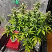 Stress Killer CBD Auto Royal Queen Seeds