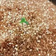 Cosmos F1 by RQS in coco