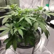 Stress Killer CBD Auto Royal Queen Seeds