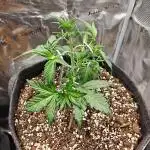 Northern Light Auto by RQS