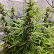 Stress Killer CBD Auto Royal Queen Seeds