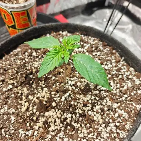 Apple Fritter Auto by RQS - Comm. grow!