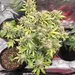 Northern Light Auto by RQS