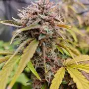 Apple Fritter Auto by RQS - Comm. grow!