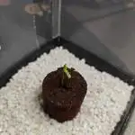 Northern Light Auto by RQS