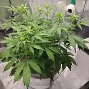 Stress Killer CBD Auto Royal Queen Seeds