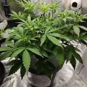 Stress Killer CBD Auto Royal Queen Seeds