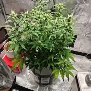 Stress Killer CBD Auto Royal Queen Seeds