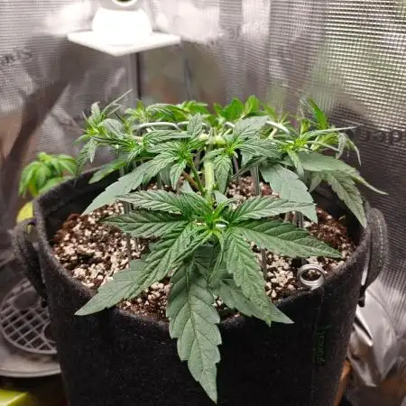 Apple Fritter Auto by RQS - Comm. grow!