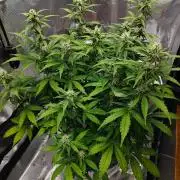 Stress Killer CBD Auto Royal Queen Seeds