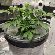 Stress Killer CBD Auto Royal Queen Seeds