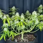 Apple Fritter Auto by RQS - Comm. grow!