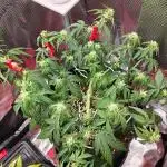 Apple Fritter Auto by RQS - Comm. grow!