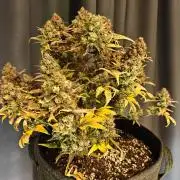 Northern Light Auto by RQS