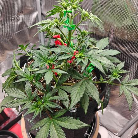 Northern Light Auto by RQS