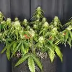 Apple Fritter Auto by RQS - Comm. grow!