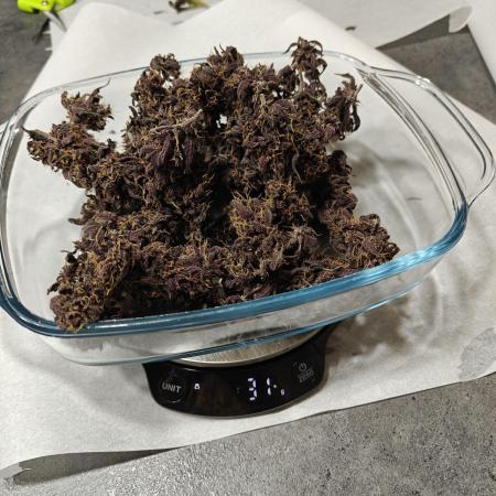Our first grow! Purplematic #1