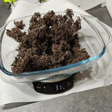 Our first grow! Purplematic #1