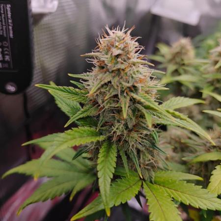 Northern Light Auto by RQS