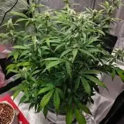 Stress Killer CBD Auto Royal Queen Seeds