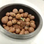 Stress Killer CBD Auto Royal Queen Seeds