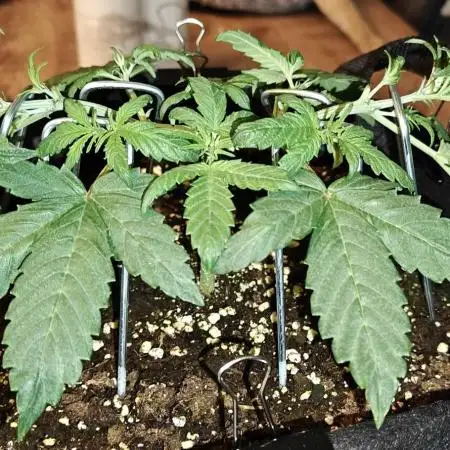 Our first grow! Purplematic #1