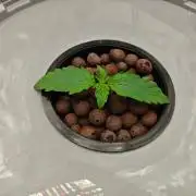 Stress Killer CBD Auto Royal Queen Seeds