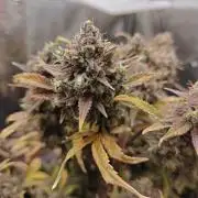 Northern Light Auto by RQS