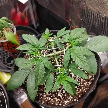Apple Fritter Auto by RQS - Comm. grow!