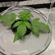 Stress Killer CBD Auto Royal Queen Seeds